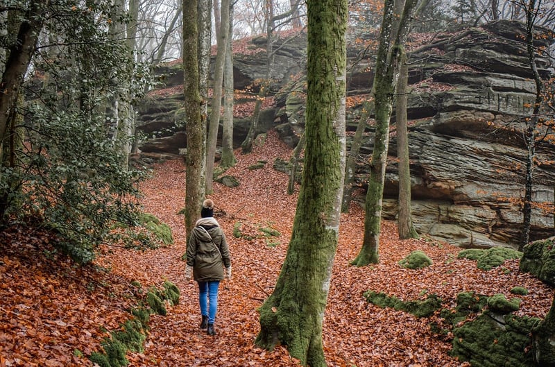 Forest Exploration