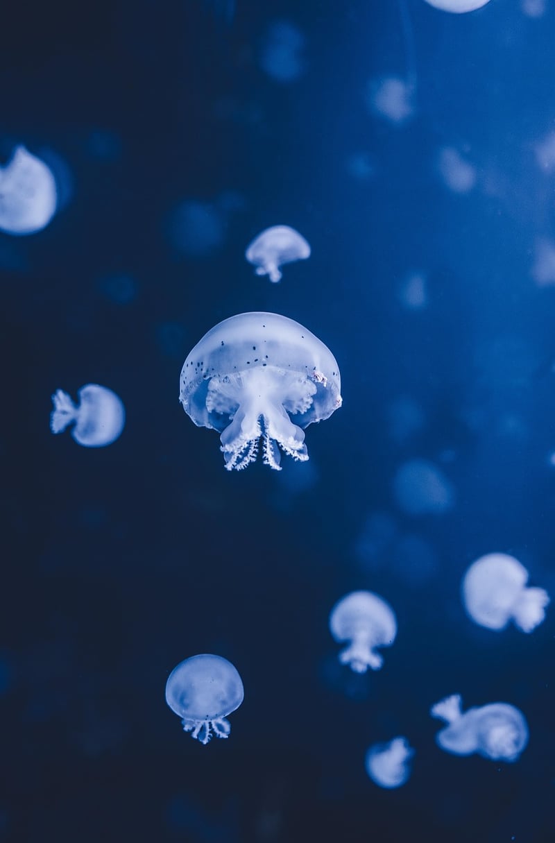 Underwater Caves