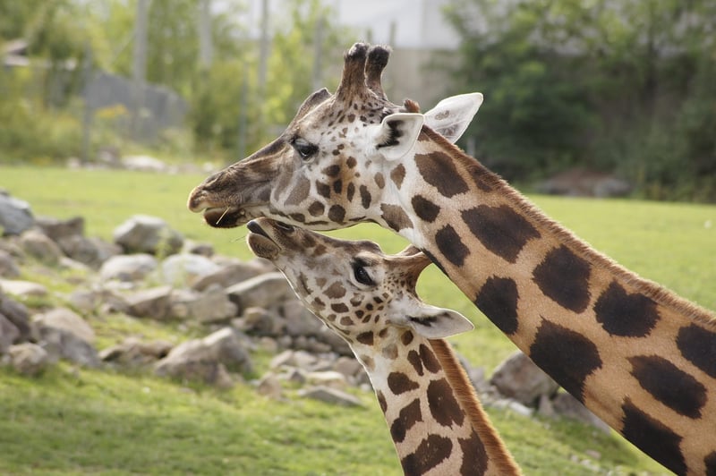 Giraffe in the Savannah