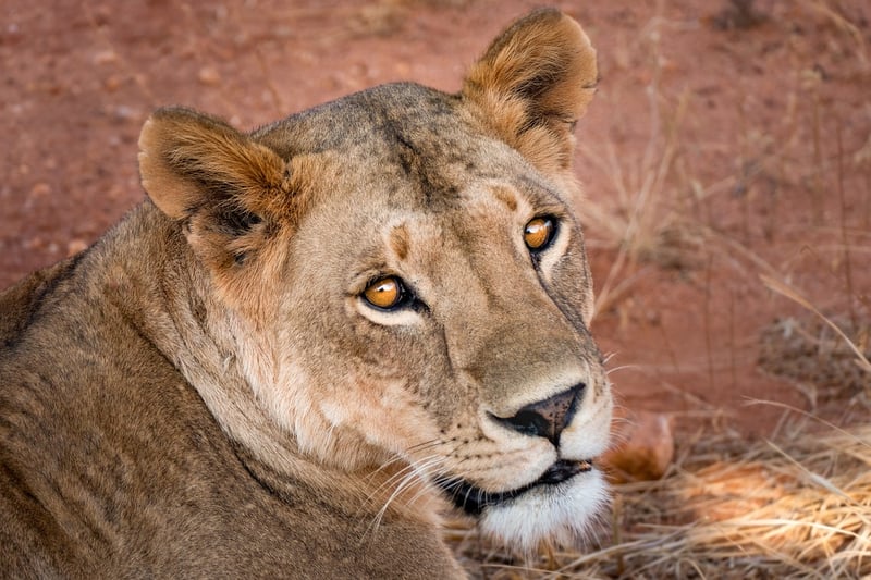 Lion in the wild